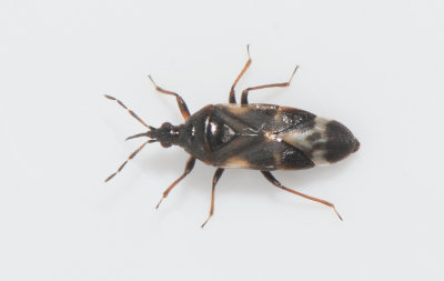 Anthocoris gallarumulmi