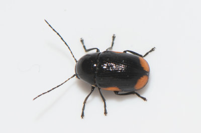 Cryptocephalus moraei ( Johannesrtsfallbagge )