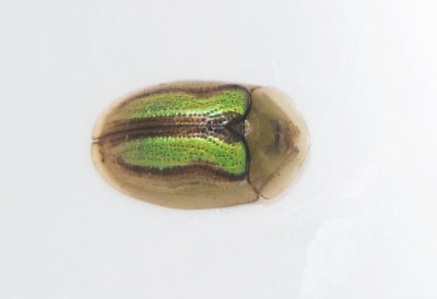 Cassida vitatta ( Juvelskldbagge )