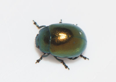 Chrysolina varians ( Mindre johannesrtsbagge )  5,5-6,5 mm