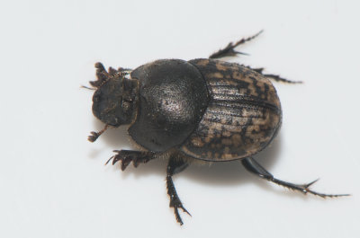 Onthophagus nuchicornis ( Rakhorndyvel )