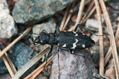 Cicindela sylvatica ( Skogssandjgare )