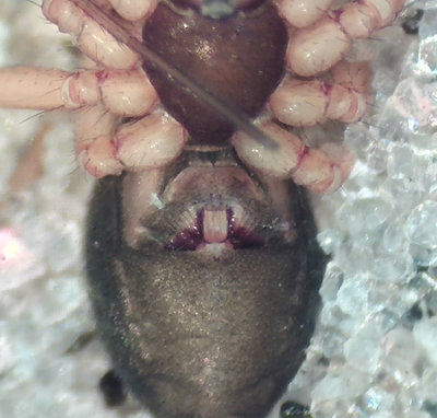 Bathyphantes nigrinus ( Skogsmattvvare )