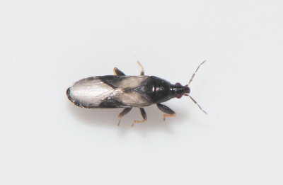 Scoloposcelis pulchella