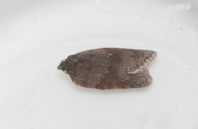 Acleris sparsana ( Lvskogshstvecklare )