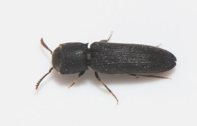 Eucnemidae ( Halvknppare )