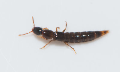 Othius subuliformis