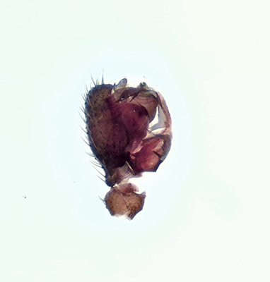 Anguliphantes angulipalpis ( Vinkelmattvävare )