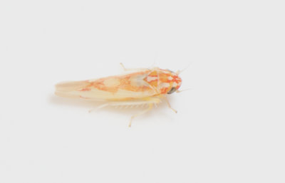 Zygina sp