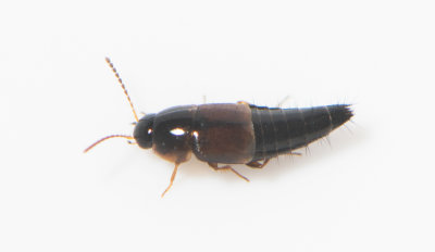 Tachyporus pulchellus