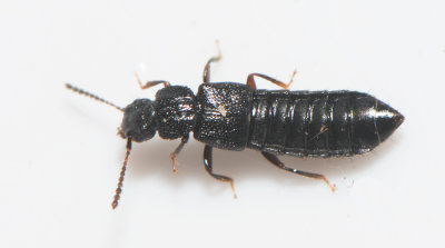 Anotylus rugosus  5,3 mm