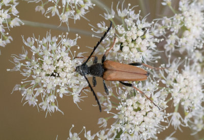 Valamosse Halland 21.7-19 male
