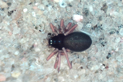 Erlandsgrden Halland 17.2-20 adult female