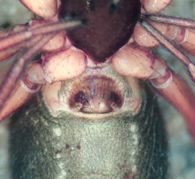 Valinge Halland 18.2-20 epigyne adult female