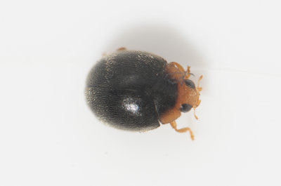 Scymnus haemorrhoidalis ( Mindre rdstjrtsdvrgpiga ) 2-2,3 mm