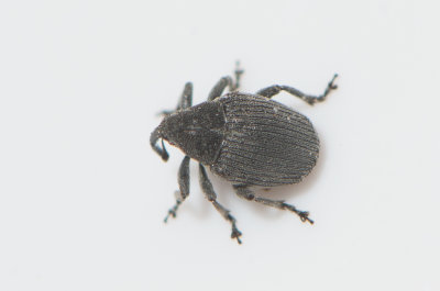 Ceutorhynchus rapae 2,5 mm ( Gr stillfrvivel )