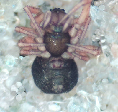 Minyriolus pusillus ( Mossdvärgspindel )
