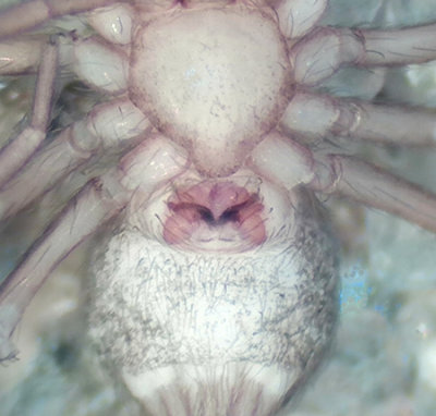 Hahniidae epigyne