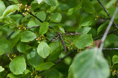 Byasjn Halland 2.6-19