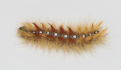 Acronicta aceris (Lönnaftonfly )
