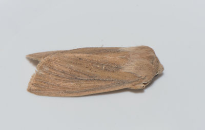 Rhizedra lutosa ( Dyfly )