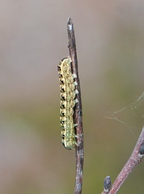 Lithophane furcifera ( Gaffeltecknat träfly )