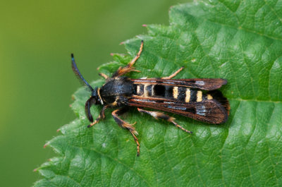 Pennisetia hylaeiformis ( Hallonglasvinge )