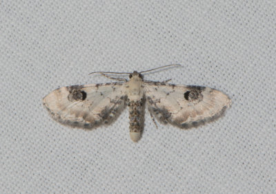 Eupithecia centaureata ( Klintmalmtare )