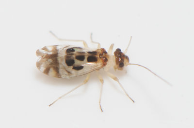 Graphopsocus cruciatus ( Flaggstvslnda )