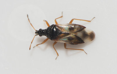 Anthocoris nemorum ( Allmnt nbbstinkfly )