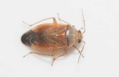 Agnocoris rubicundus