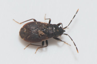 Drymus brunneus  4.2-5 mm