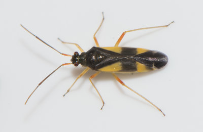 Dryophilocoris flavoquadrimaculatus