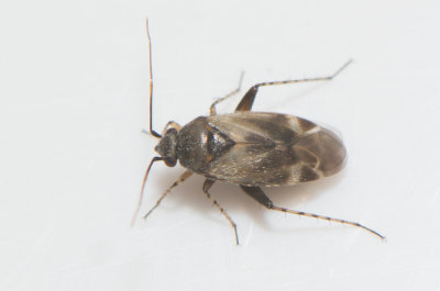 Europiella artemisiae