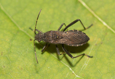 Alydus calcaratus ( Krumhornskinnbagge )