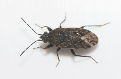 Peritrechus nubilus