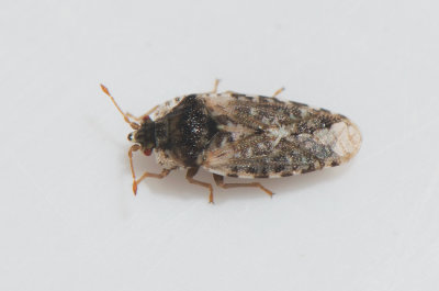 Parapiesma quadratum  3 mm