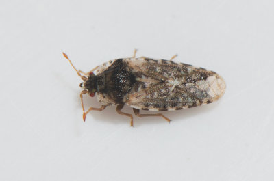 Parapiesma quadratum  3 mm