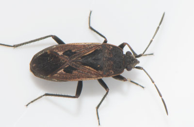 Rhyparochromus pini