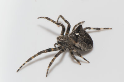 Araneus angulatus ( Knlspindel )