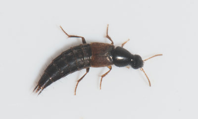 Quedius semiaeneus