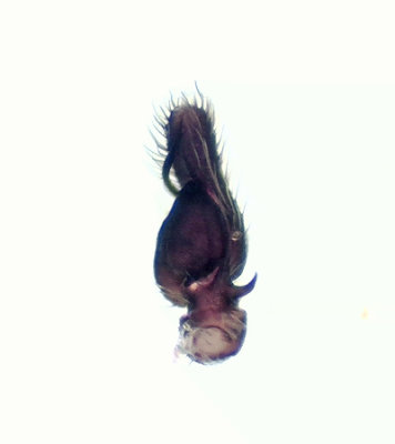  Heliophanus flavipes ( Bronshoppspindel )