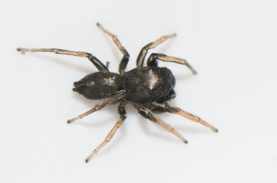 Sandtaget Halland 20.4-19 adult male