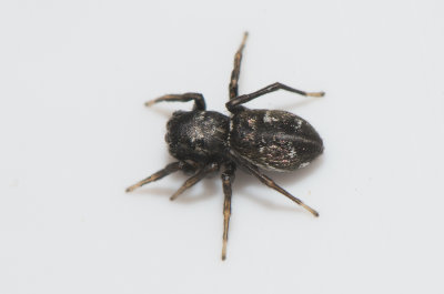 Vargslättsvägen Västmanland 22.5-19 adult female