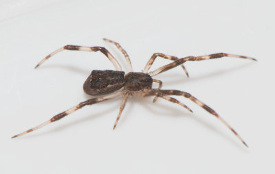 Episinus angulatus ( Skogsbalalajkaspindel )