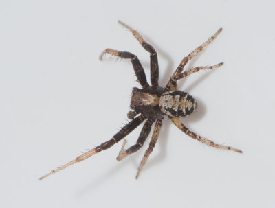 Fr Gotland 6.8-18 adult male