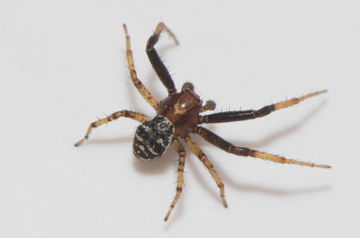 Brby alvar land 6.6-18 adult male