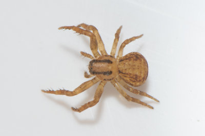 Hedemarksvgen Vstmanland 20.5-19 adult female
