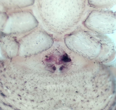 Ozyptila atomaria ( Strre paddspindel )