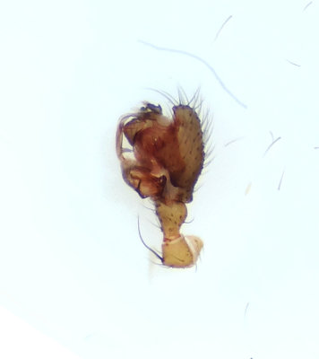 Oryphantes angulatus ( Mossmattvävare )